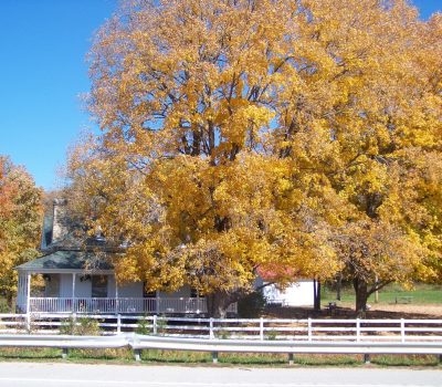 A quaint white house with a green roof sits behind a white picket fence. A large tree with vibrant yellow leaves stands prominently in front, partially obscuring the house. The bright blue sky and additional foliage in fall colors frame the picturesque scene.